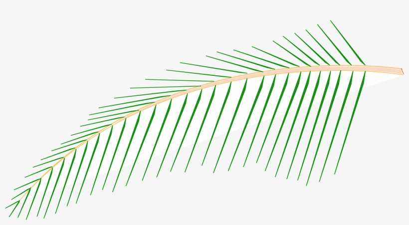 How To Set Use Leaf Of Coconut Tree Clipart, transparent png download