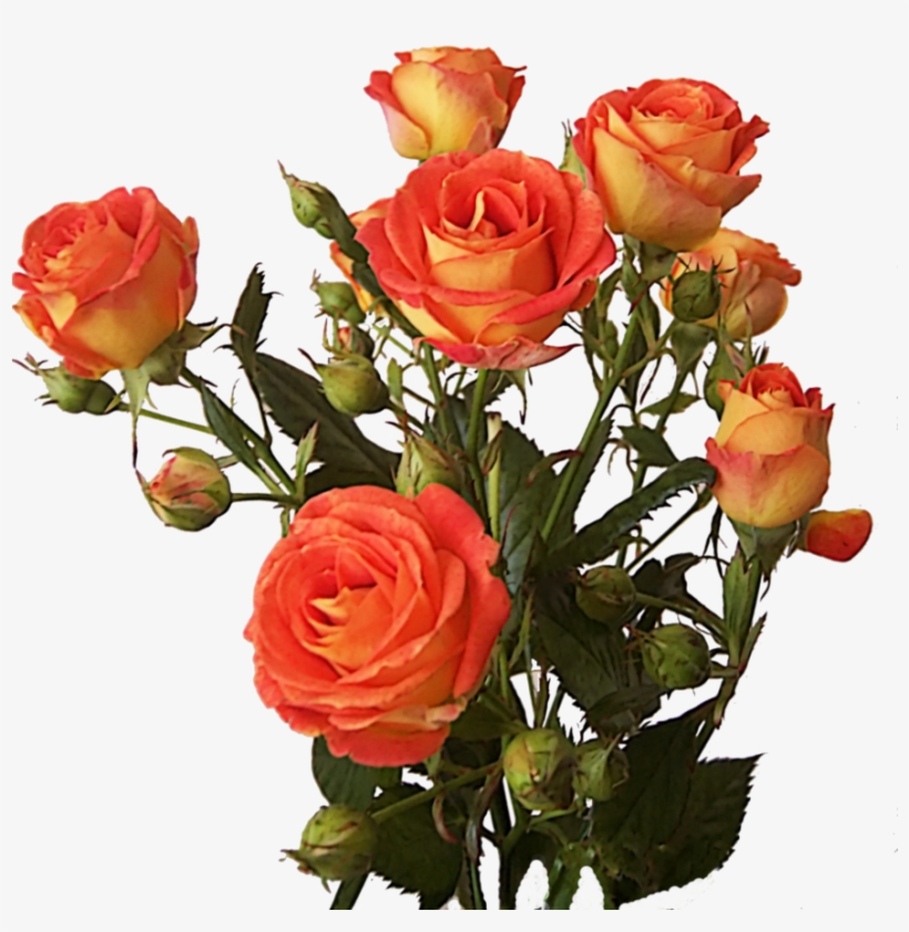 Rose Bunch Png Image - Rose Bunch Png, transparent png download