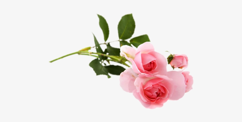 1000 Х - Üç Boyutlu Gül Resmi, transparent png download