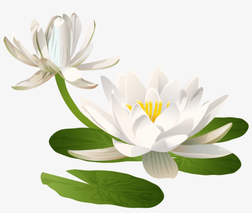 Free Png Water Lily Image Png Images Transparent - Water Lily Clipart Png, transparent png download