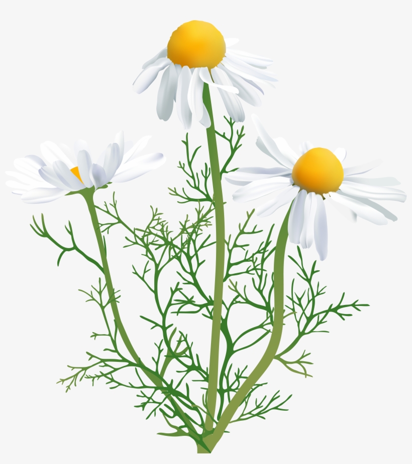 Camomile Transparent Png Clip Art, transparent png download