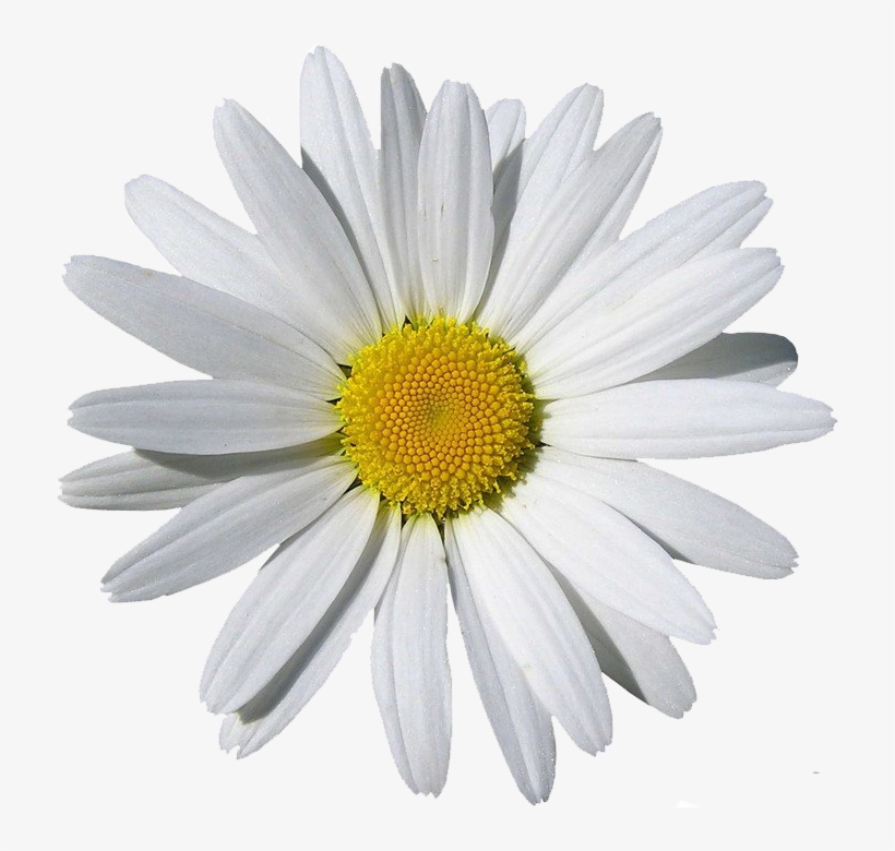 Chamomile Png, transparent png download