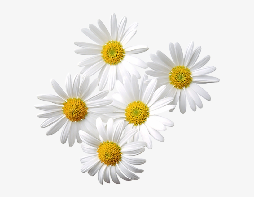 Chamomile Clipart Daisy - Daisies Png, transparent png download