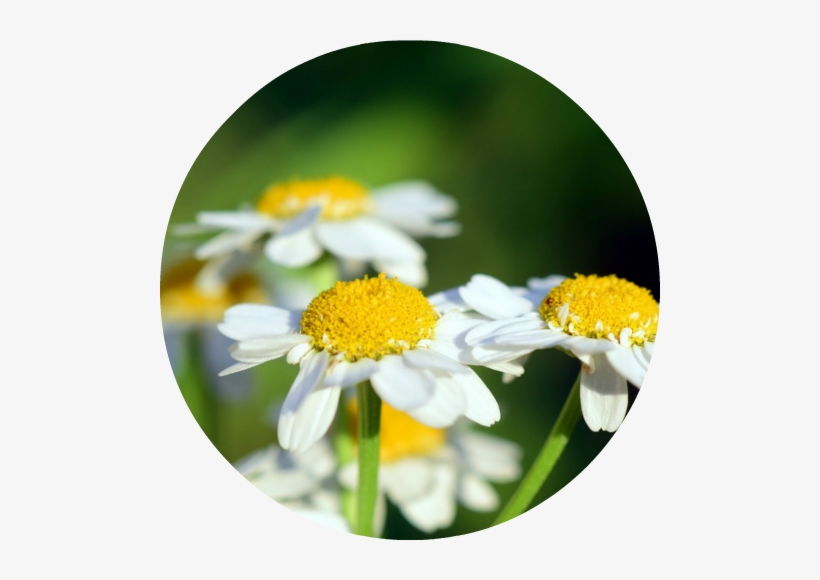 Chamomile, transparent png download