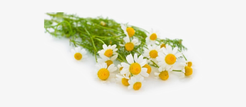 Camomile Png Transparent Photo - Earth Friendly Baby Soothing Chamomile Bubble Bath, transparent png download