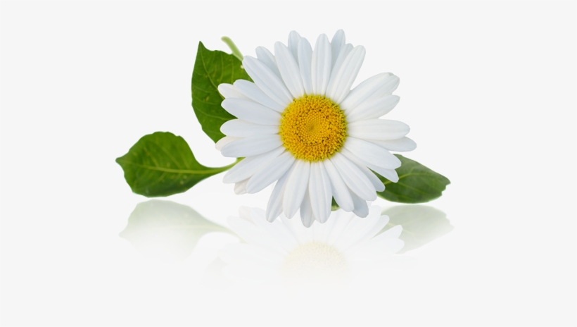 Chamomile - Manzanilla Png, transparent png download