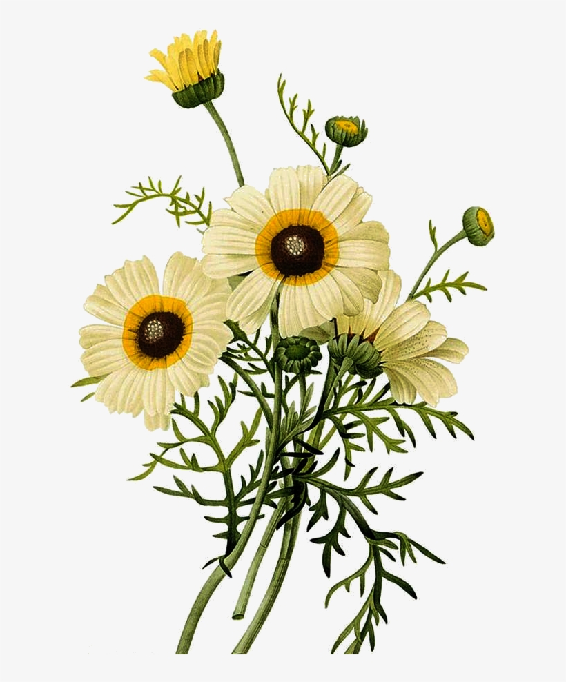 Common Daisy Botanical Illustration Chrysanthemum Illustration - Small Flower Botanical Illustration, transparent png download