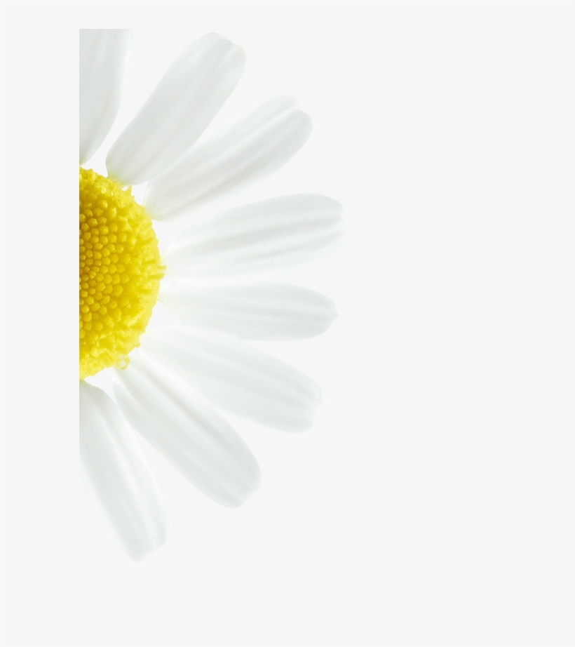 We Select Chamomile For Its Naturally Brightening Action - Marguerite Daisy, transparent png download