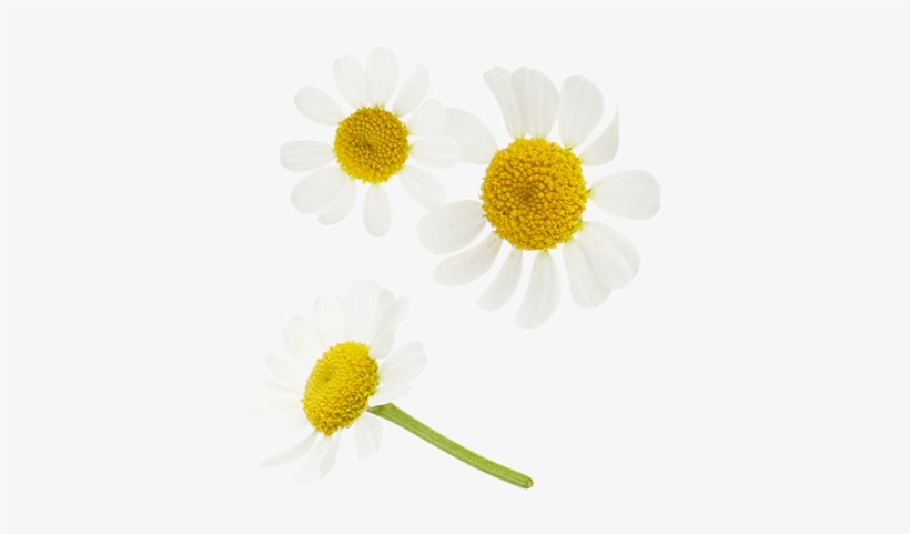 Go To Image - Mighty Leaf Tea Xiao's Blend (peppermint Chamomile), transparent png download
