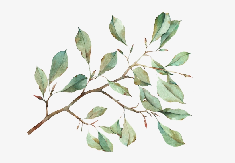 Twig Drawing Watercolour - Water Color Leaf Png, transparent png download