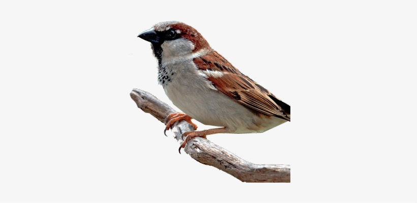 Bird Gard Electronic Bird Repellent House Sparrow - World Sparrow Day 2018, transparent png download