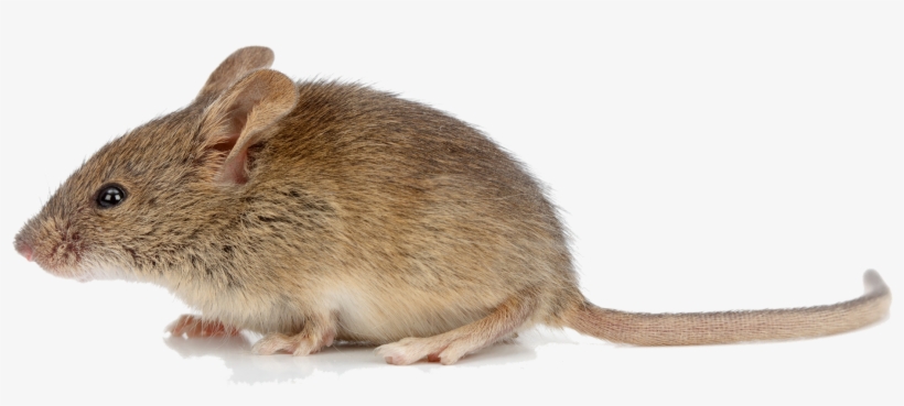 Mouse Animal Png Picture, transparent png download