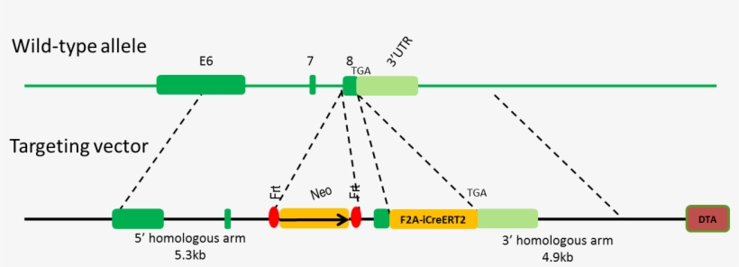 Gene Targeting Strategy B Zeb1 Icreert2 Mice - Diagram, transparent png download
