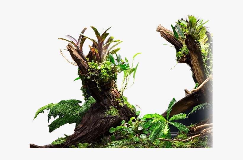 Terrarium Plants & Terraria Accessories - Planten Vivarium, transparent png download
