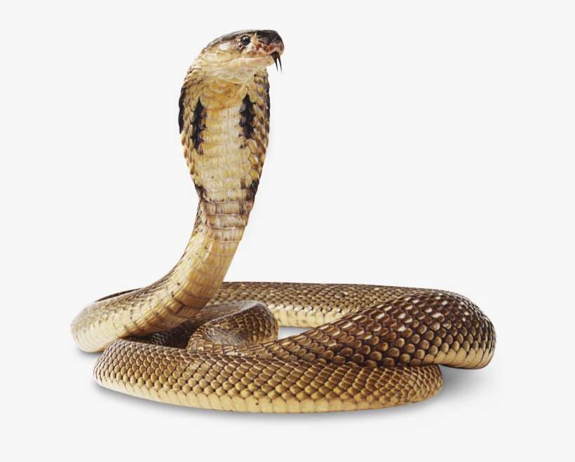 Snake Png, transparent png download