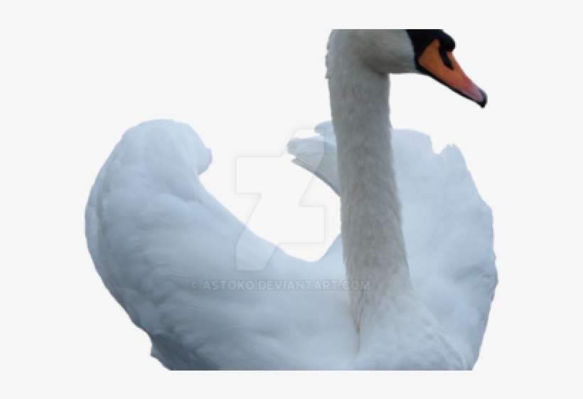 Swan Png Transparent Images - Swan, transparent png download