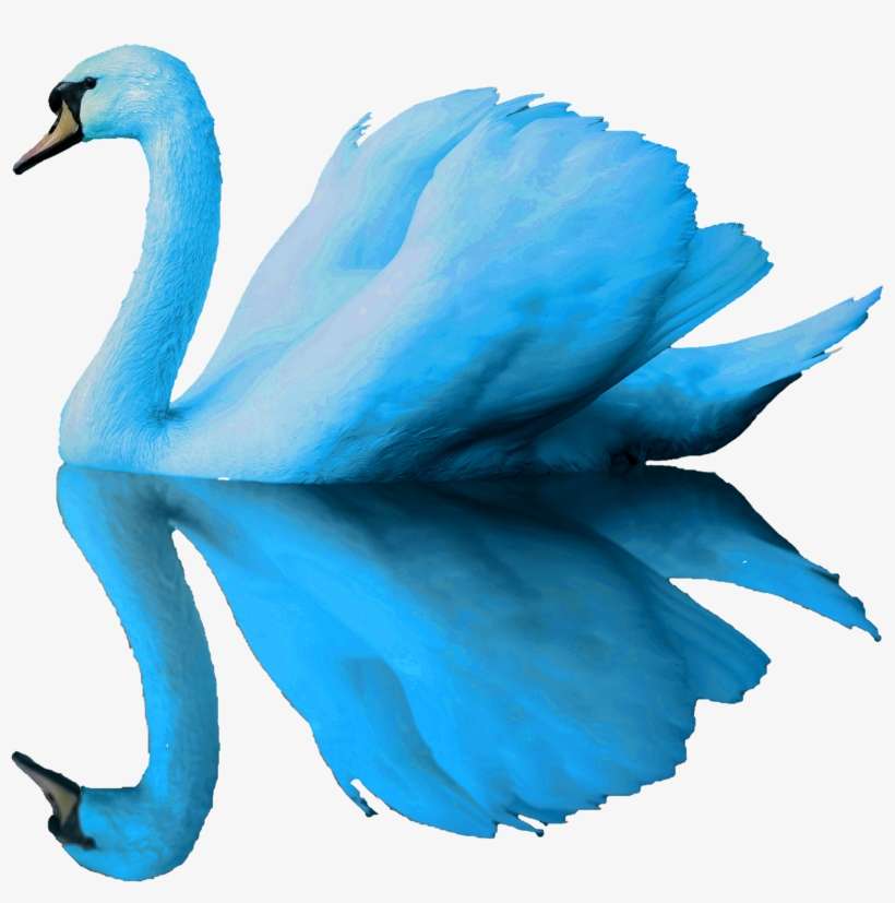 Blueswandaily Was Born To Expand The Coverage Of Capa's - Blue Swan, transparent png download