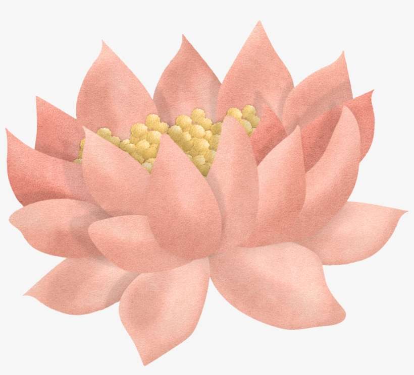 Leaf 2 - Echeveria, transparent png download