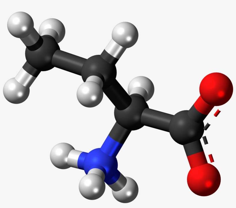 L Butyrine Zwitterion 3d Balls - Acetate, transparent png download