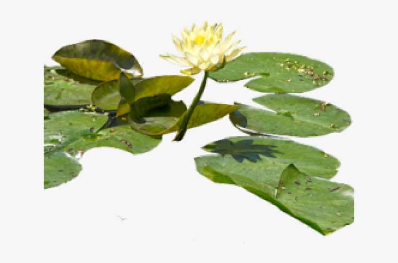 Water Lilies Png, transparent png download