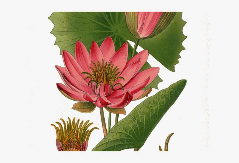 Water Lily Png Transparent Images - Botanical Illustration Lotus, transparent png download