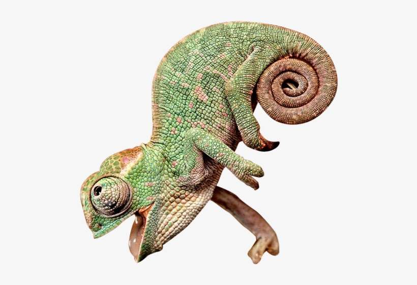 Happy Chameleon, Looking Up With Mouth Open - Chameleon With Its Mouth Open, transparent png download