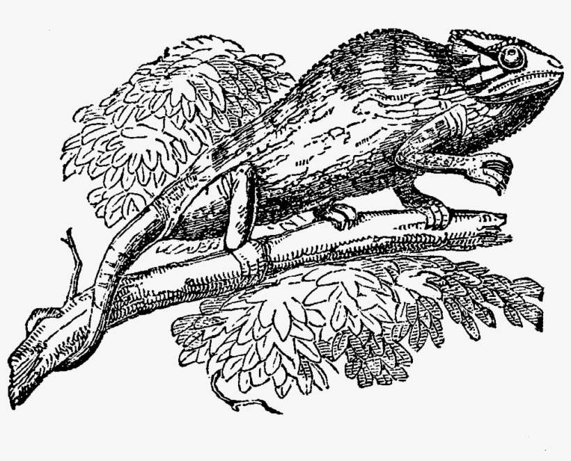 Digital Chameleon Downloads - Sketch, transparent png download