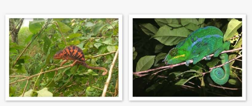 Male & Female Panther Chameleons Mrci Nosy Komba - Eastern Box Turtle, transparent png download