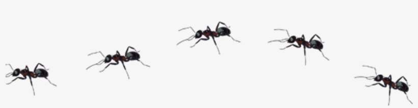 Ant Insect Asno I Sticker By - Insect, transparent png download