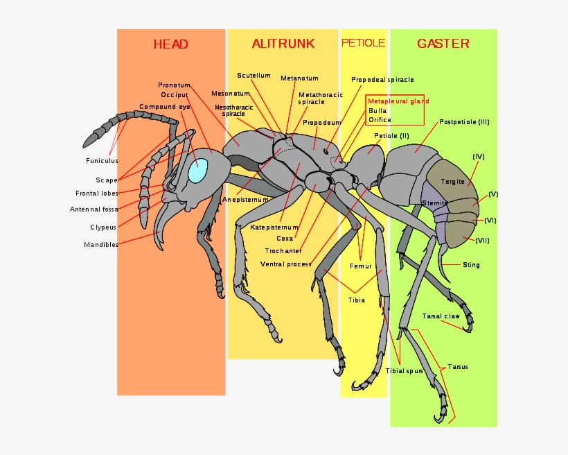 Diagram Of A Worker Ant - Morphology Of An Ant, transparent png download