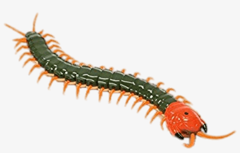 Free Png Download Remote Controlled Centipede Png Images - Green And Red Centipede, transparent png download