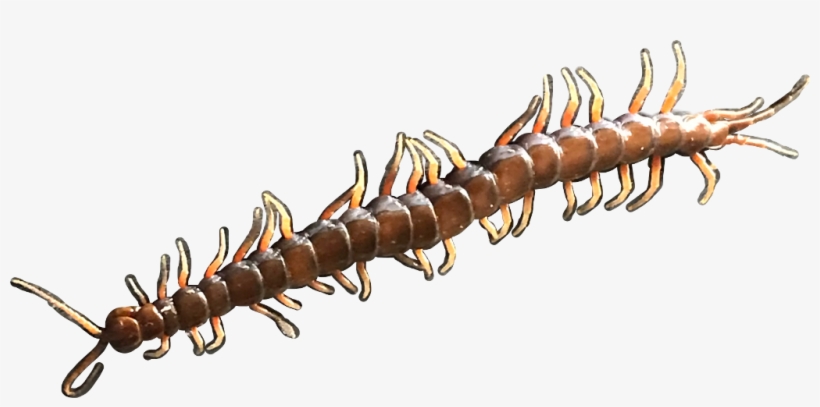 Report Abuse - Soldier Beetle, transparent png download