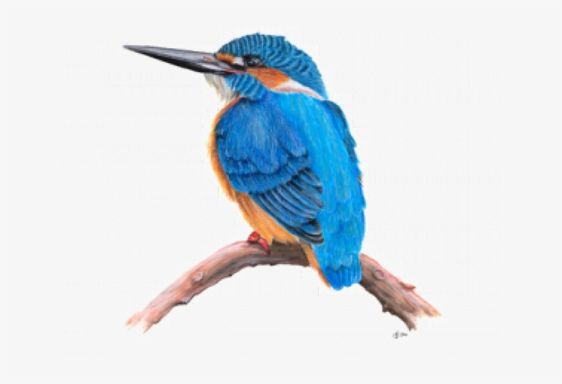 Kingfisher Clipart Cartoon - Kingfisher Transparent, transparent png download
