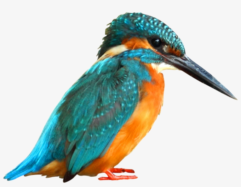 Martin Pescatore Dall Alto, transparent png download