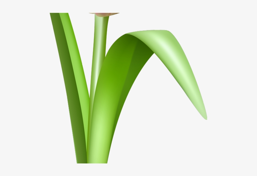 Tulip Png Transparent Images - Grass, transparent png download