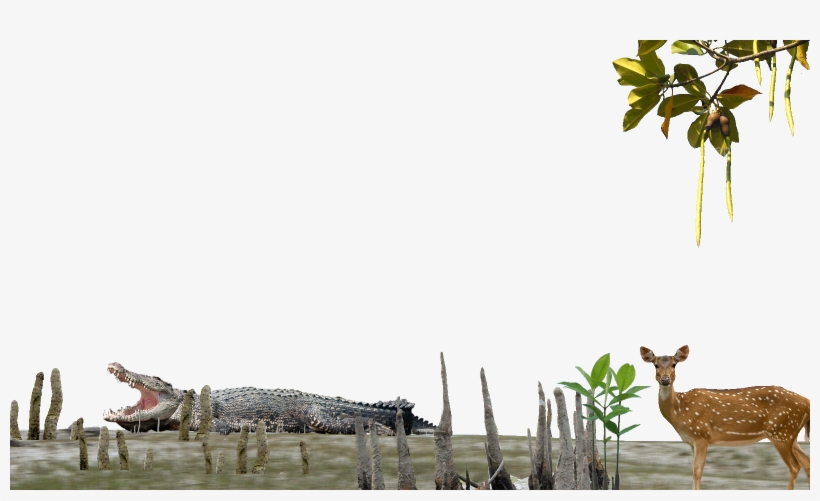 American Crocodile, transparent png download