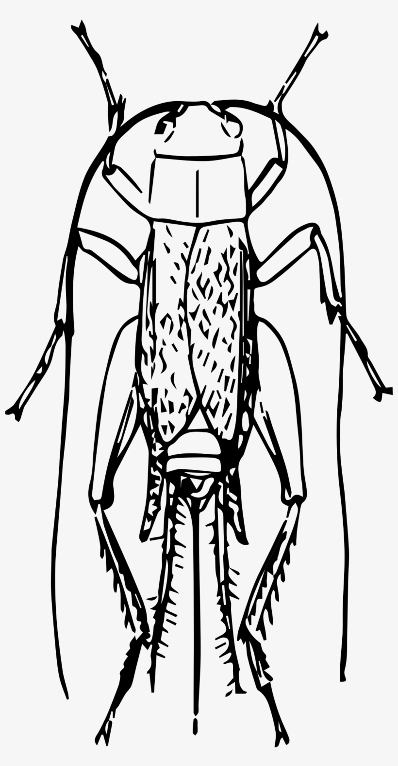 Clipart Big Image Png - Insect, transparent png download