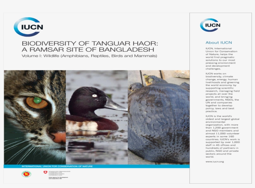 Redhead, transparent png download