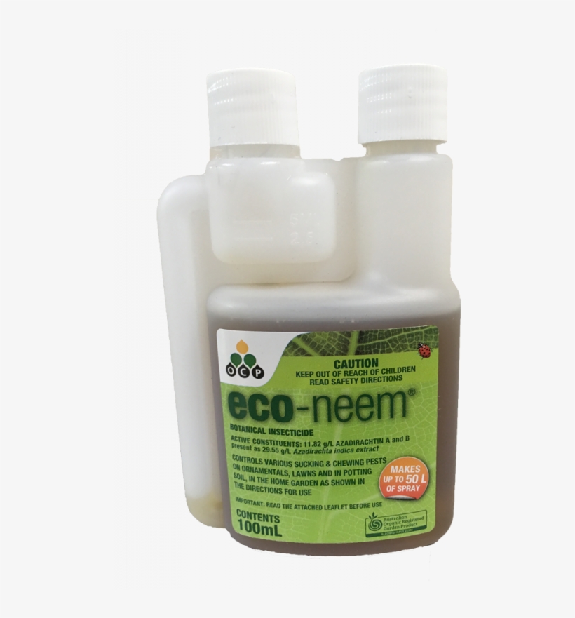 Click Image For Gallery - Insect, transparent png download