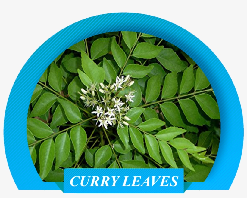 That Are Of Global Standards And To Ensure That We - Curry Leaves, transparent png download
