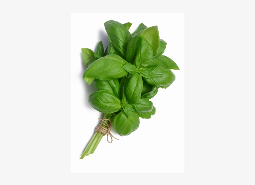 Basil - Орегано Базилик PNG Image | Transparent PNG Free Download on ...