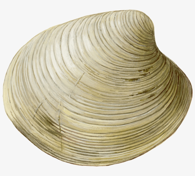 Clam-mercenaria Mercenaria Sw - Cockle, transparent png download