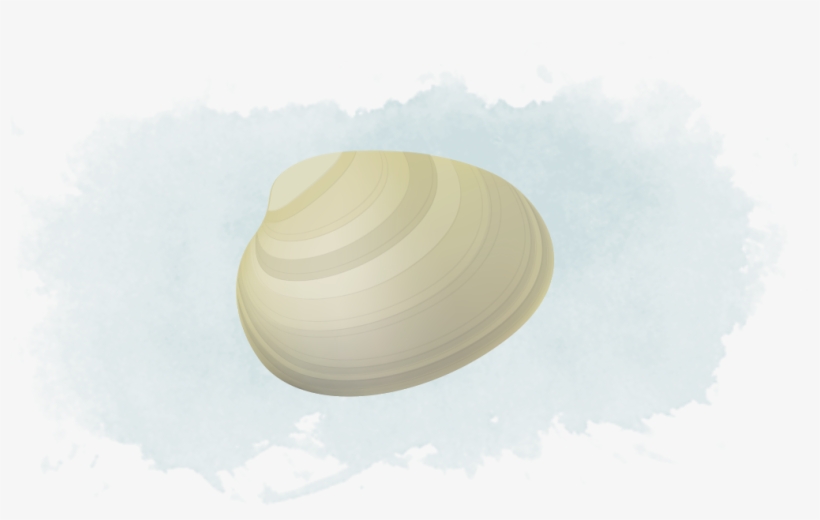 Clams - Baltic Clam, transparent png download