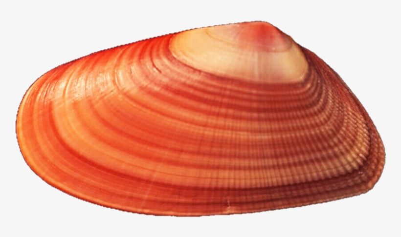 Mussel Background Png - Orange Mussel, transparent png download