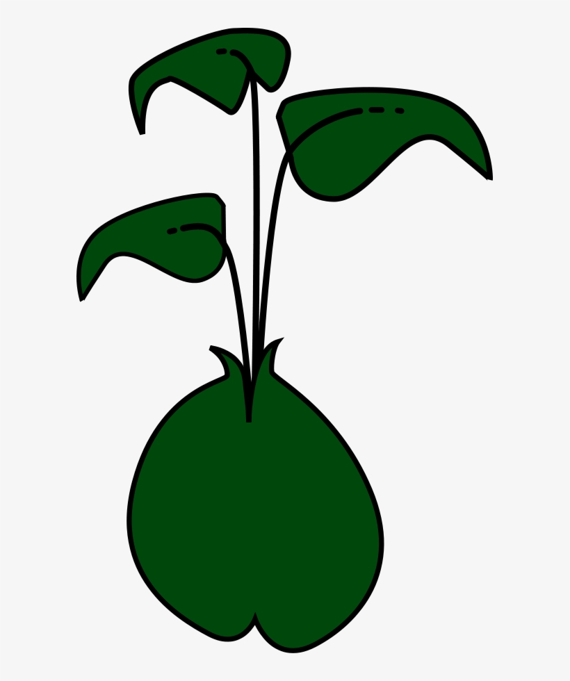 Soybean Sprout Sprouting - Bean Sprout Clipart, transparent png download
