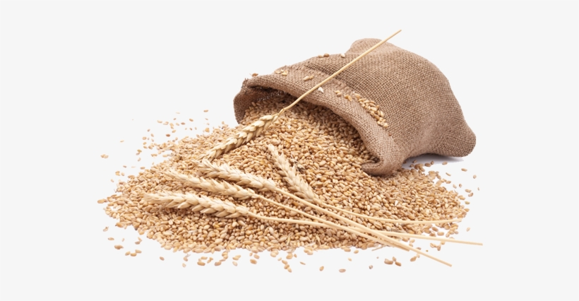 Organic Wheat - Wheat Flour Png Hd, transparent png download