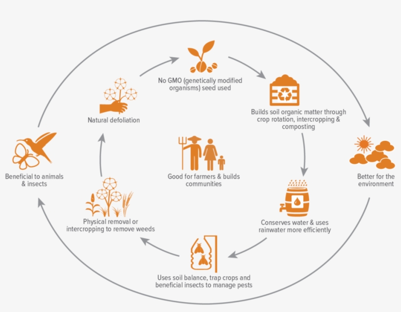 Proceso De Producción Del Algodón, transparent png download