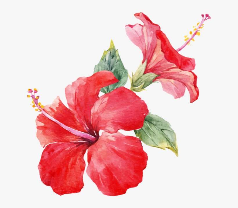 Flower Sticker - Watercolour Hibiscus Flower Paintings, transparent png download