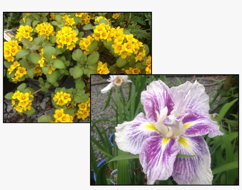 Tropical Flowers Page - Iris, transparent png download