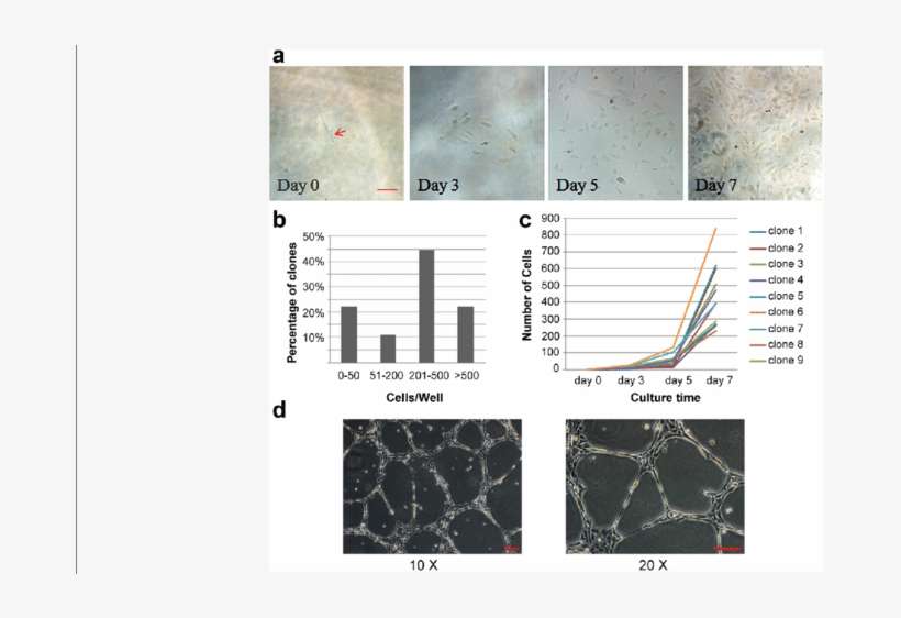 Clonogenic Quantitation Of Single Epc And Vessel-like - Architecture, transparent png download
